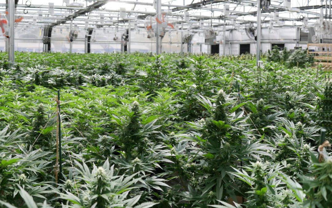 Comment réussir son projet cannabis?