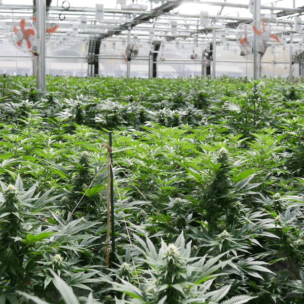 Comment réussir son projet cannabis?